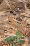 Lilac tasselflower